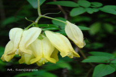 Dicentra scandens